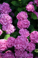 紫陽花