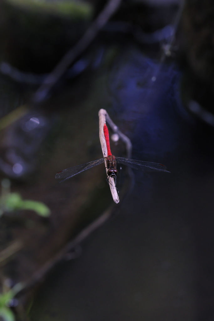 そろそろ秋がくるかな。