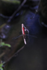 そろそろ秋がくるかな。