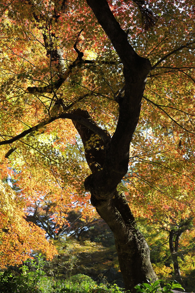 そろそろ紅葉