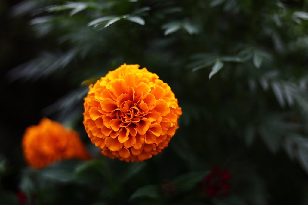 マリーゴールド