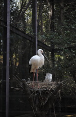 コウノトリ