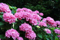 紫陽花