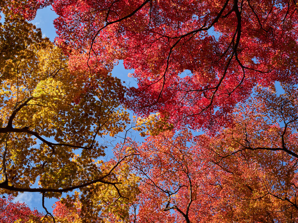 gradation