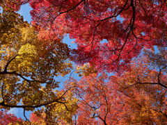 gradation