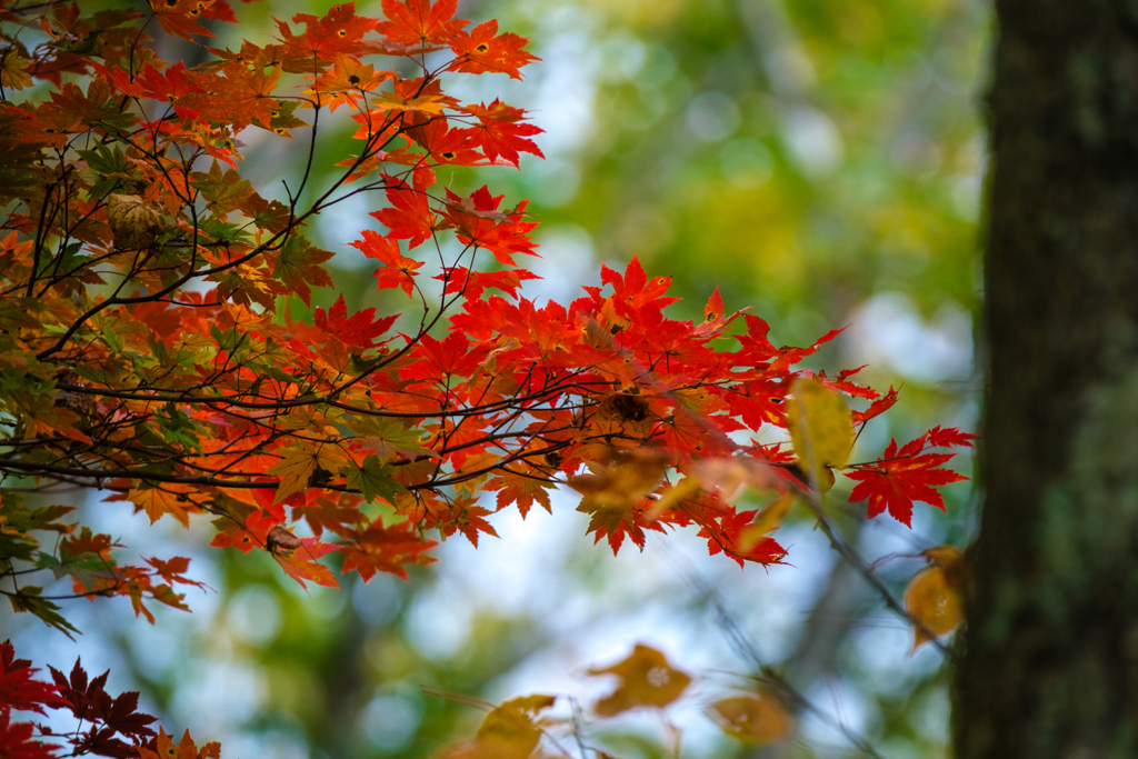 紅葉が始まったよ