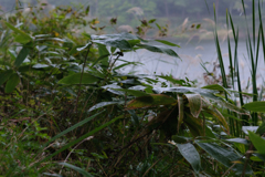 湿っぽい雰囲気撮れたかな？