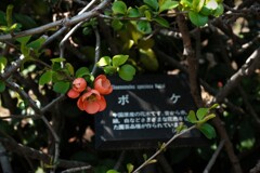 ボケボケのボケ