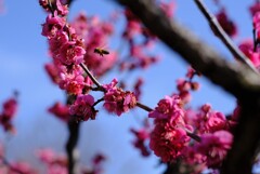 ハチが飛ぶ