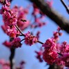 ハチが飛ぶ