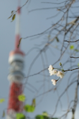 10月の桜