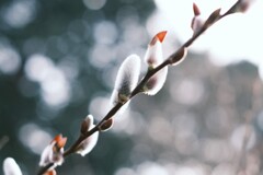 春を待つ