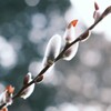 春を待つ