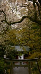 見上げれば雨と桜