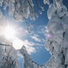 樹氷を照らす光