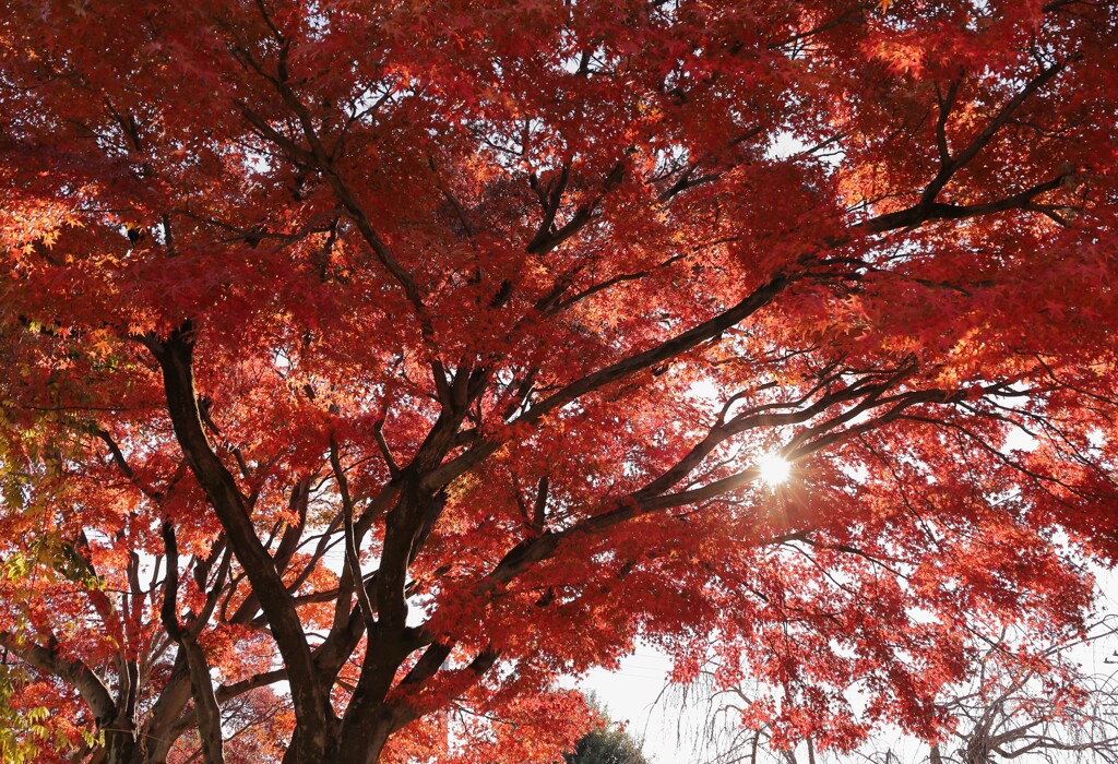 紅葉もおわり