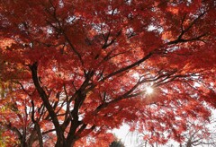 紅葉もおわり