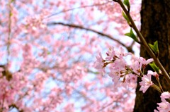 春の陽気