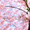 春の陽気
