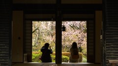 桜の前では皆カメラマン