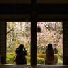 桜の前では皆カメラマン