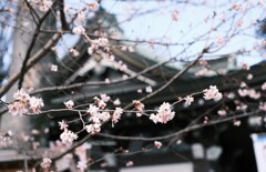 小春気分