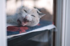 ごめんなさい…。