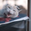 ごめんなさい…。