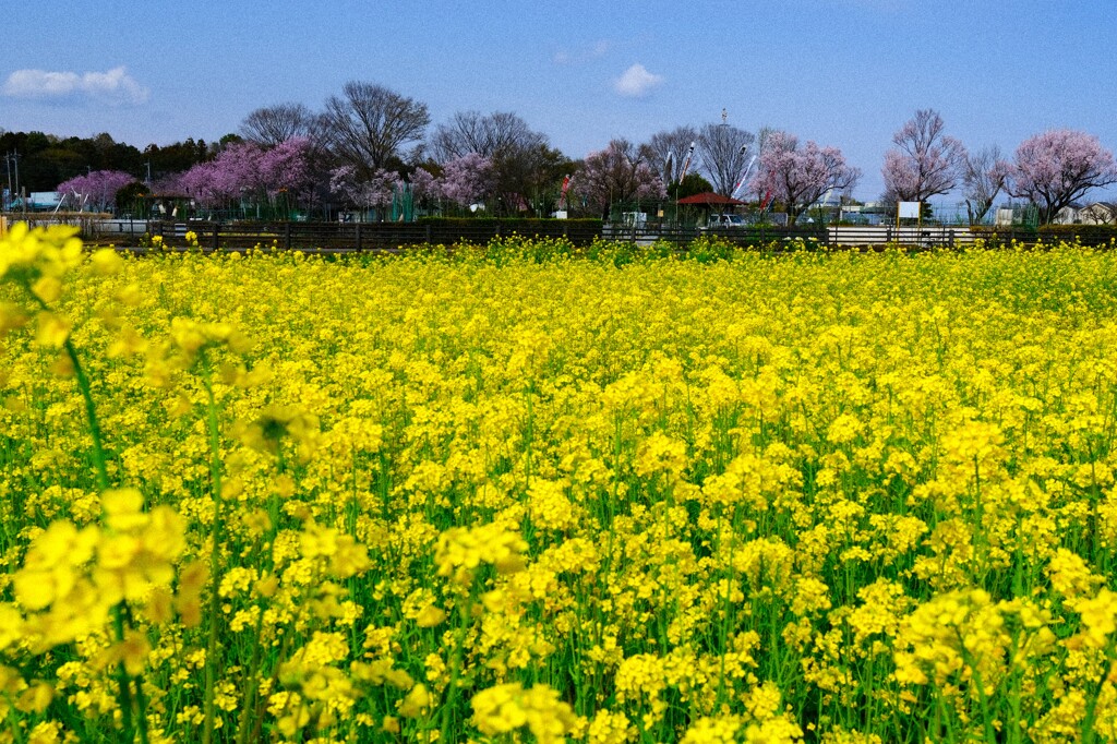 春らしく