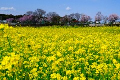 春らしく