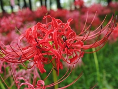 曼珠沙華まつり
