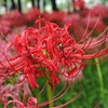 曼珠沙華まつり