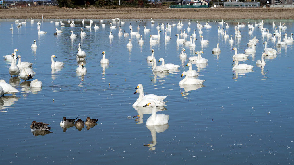 白鳥の群れ1