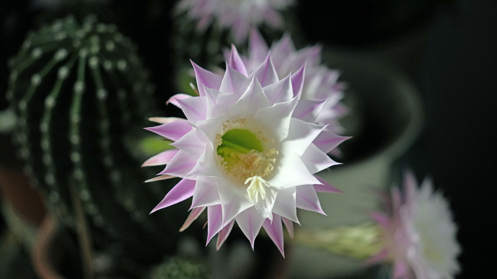 サボテンの花