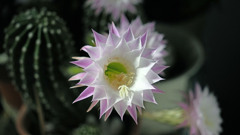 サボテンの花