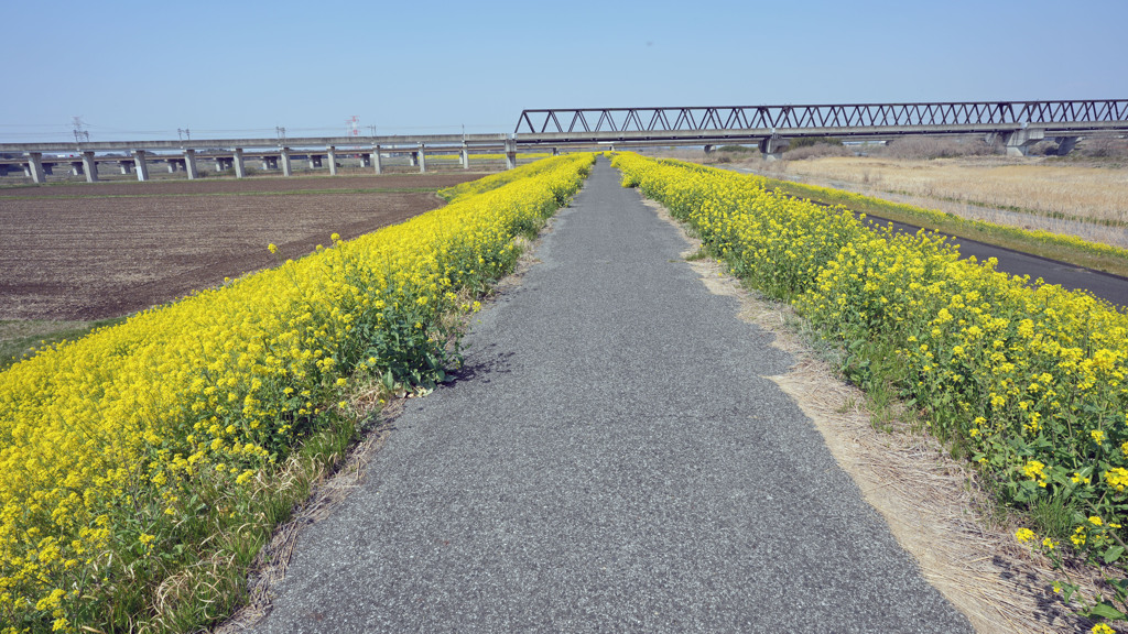 菜の花1