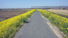 菜の花1