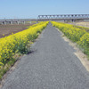 菜の花1