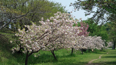 八重桜