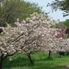 八重桜