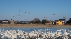 白鳥の群れ2
