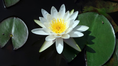 蓮1
