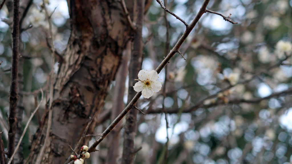 梅の花