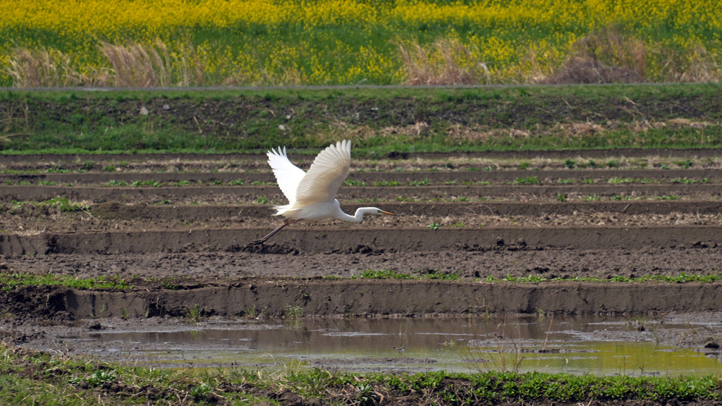 水田の鳥