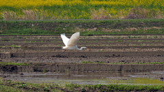水田の鳥