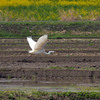 水田の鳥