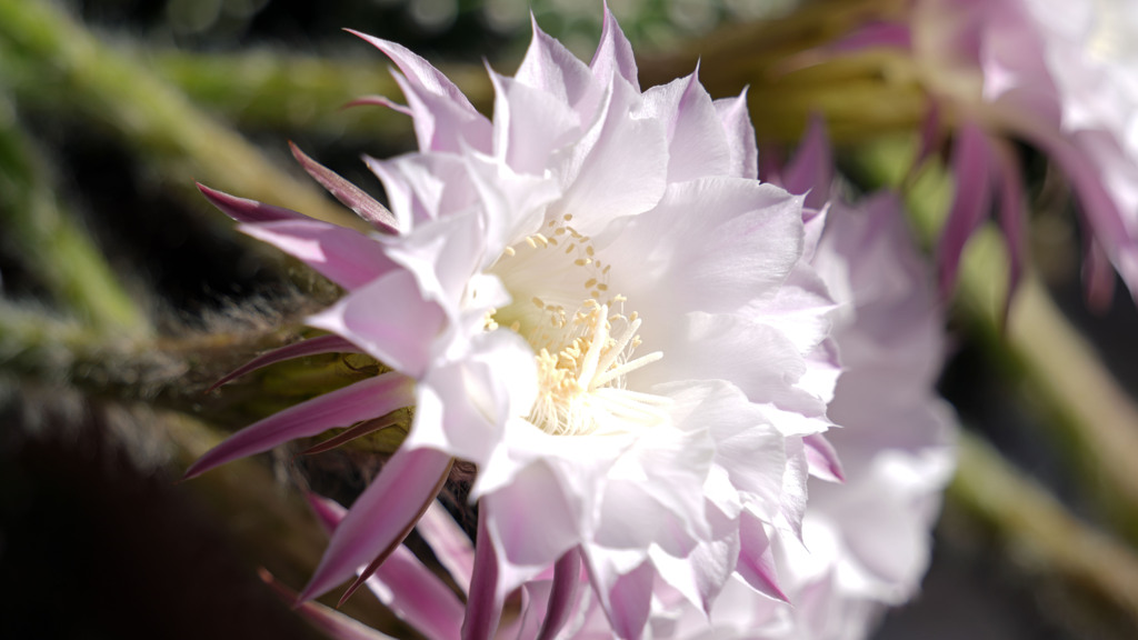 サボテンの花２