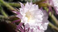サボテンの花２