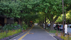 明治神宮外苑いちょう並木