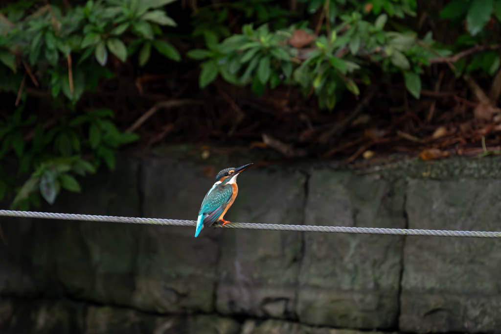 カワセミ
